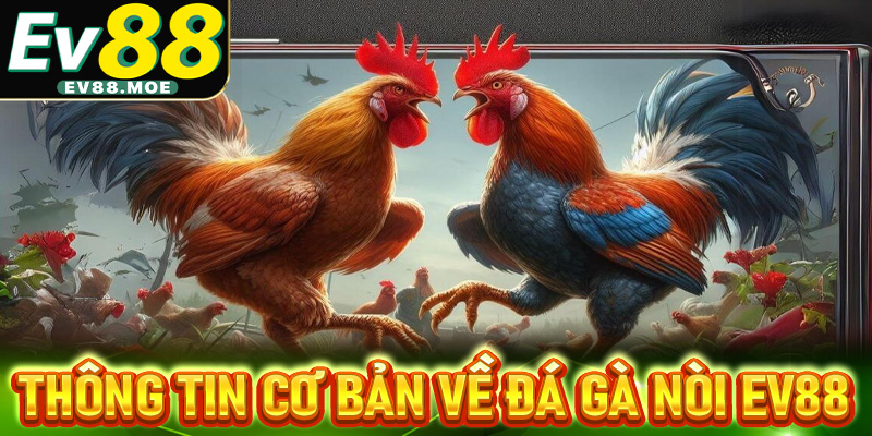 Sơ lược một vài thông tin cơ bản về đá gà nòi EV88