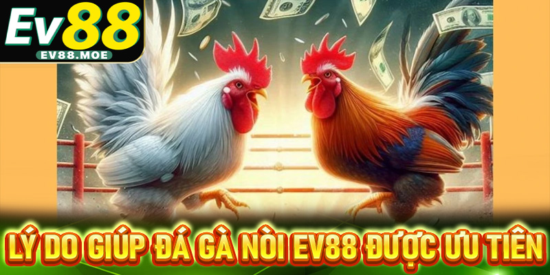 Lý do giúp đá gà nòi EV88 được ưu tiên lựa chọn
